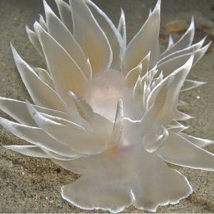 Meet your Posher, Christineskies